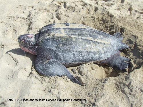  Lederschildkrte (Dermochelys coriacea)