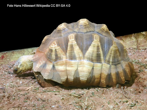 Madagassische Schnabelbrustschildkröte (Astrochelys yniphora)