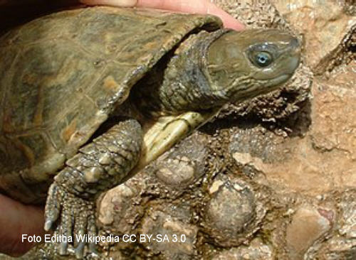 Maurische Bachschildkrte (Mauremys leprosa)