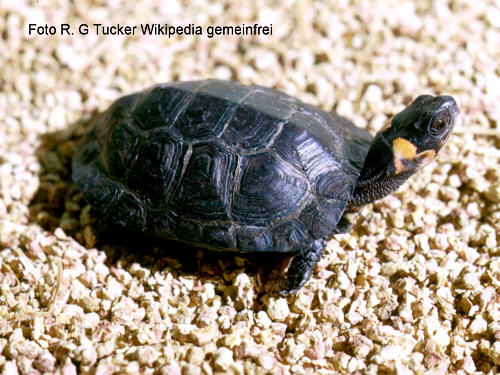 Moorschildkrte (Glyptemys muhlenbergii)