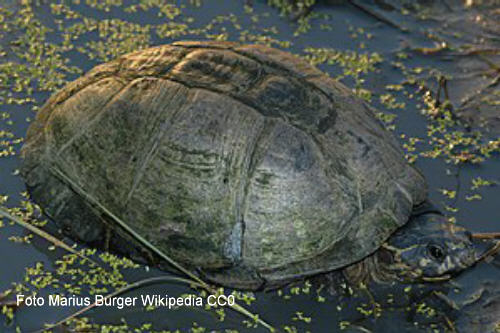 Okavango-Pelomeduse (Pelusios bechuanicus)