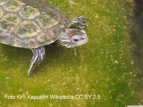 Ostmediterrane Bachschildkrte (Mauremys rivulata)