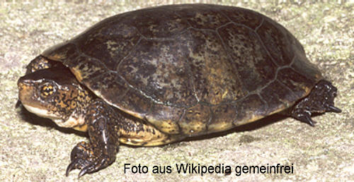 Pazifische Sumpfschildkröte (Actinemys marmorata)