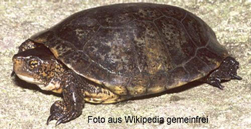 Pazifische Sumpfschildkrte (Actinemys marmorata)