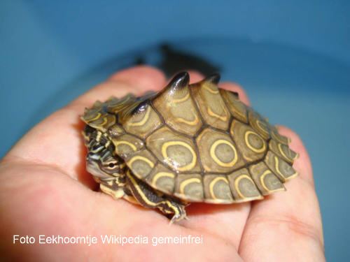 Pracht-Höckerschildkröte (Graptemys oculifera)