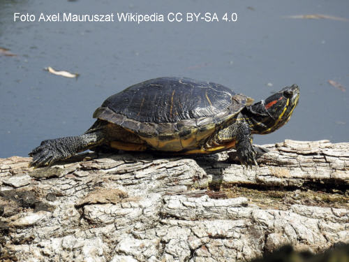 Rotwangen-Schmuckschildkrte (Trachemys scripta elegans)