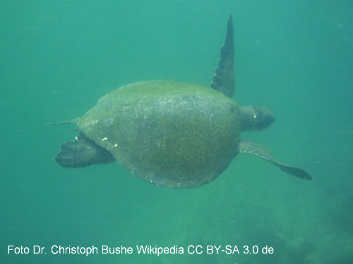 Schwarze Suppenschildkrte (Chelonia agassizii)