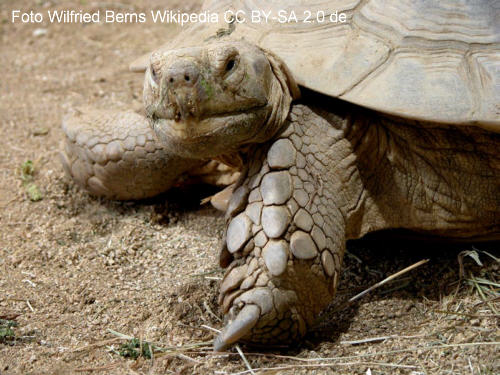 Spornschildkrte (Centrochelys sulcata)