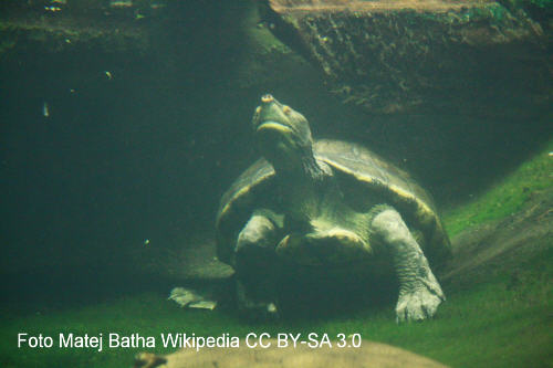 Tabascoschildkrte (Dermatemys mawii)