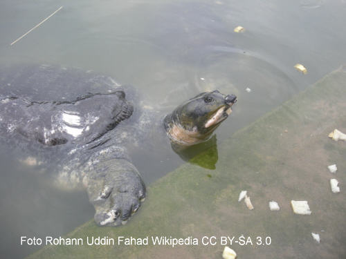 Tempel-Weichschildkrte (Aspideretes nigricans)