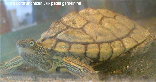 Texas-Hckerschildkrte (Graptemys versa)