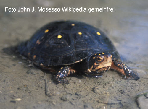 Tropfenschildkrte (Clemmys guttata)