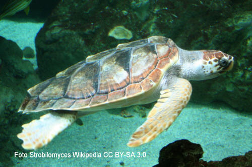 Unechte Karettschildkrte (Caretta caretta)