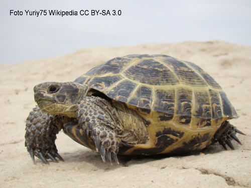 Vierzehenschildkrte (Testudo horsfieldii)