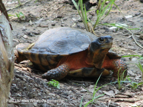 Waldbachschildkrte (Glyptemys insculpta)