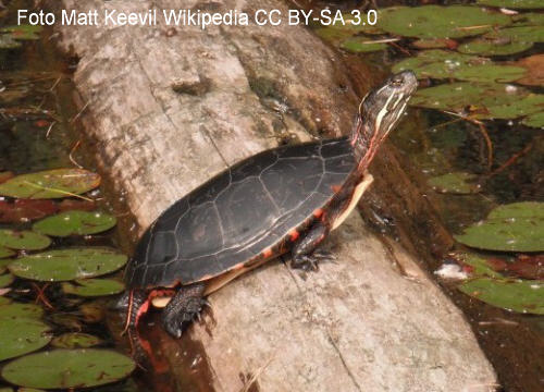  Zierschildkröte (Chrysemys picta)