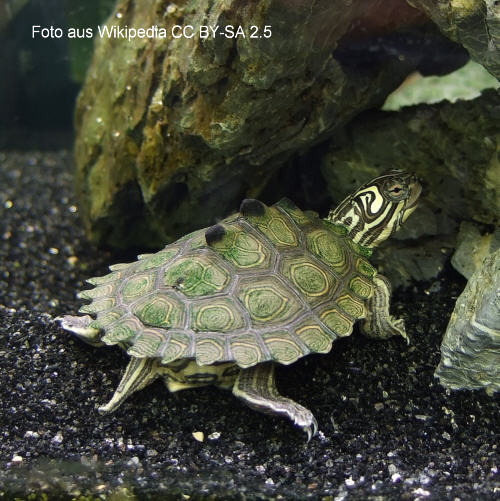 Schwarzknopf-Hckerschildkrte (Graptemys nigrinoda)