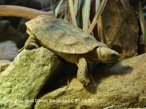 Eine Schildkrte