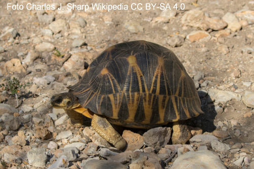 Strahlenschildkröte