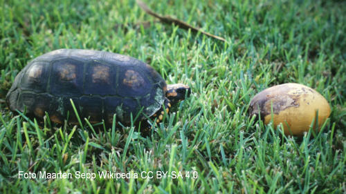 Waldschildkrte (Chelonoidis denticulata)